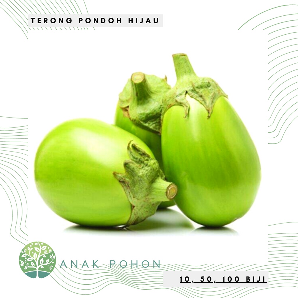 Benih Bibit Biji - Terong Pondoh Hijau Bulat Besar Seeds - Panen Dalam 65 Hari