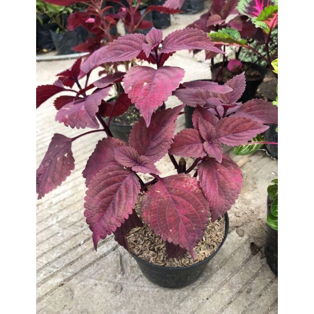 Tanaman Hias Miana Iles | Coleus Scutellarioides