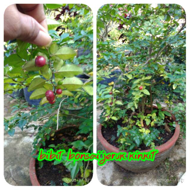 Bibit bonsai kingkit berbuah