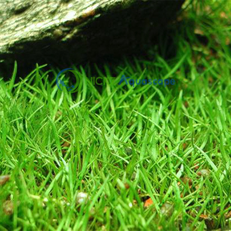 TANAMAN KARPET AQUASCAPE LILAEOPSIS PER LEMPENG DAUN DARAT