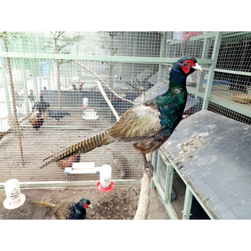 

TELUR AYAM HIAS RINGNECK PHEASAND SIAP DI TETASKAN