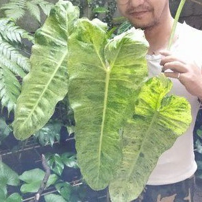 Philodendron Paraiso Verde, Paraiso verde