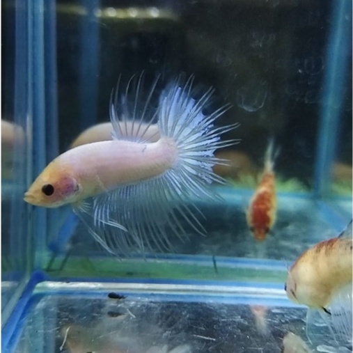 SEPASANG IKAN CUPANG CROWNTAIL/CT/SERIT LINE FANCY MASCOT 100% REALPICT (KODE AG7)