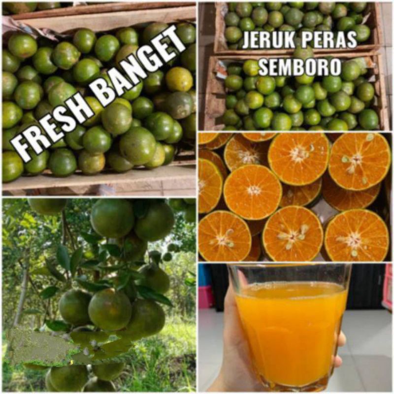 

JERUK PERAS SEMBORO JEMBER/JERUK KUPAS/SIAM DIJAMIN MANISS