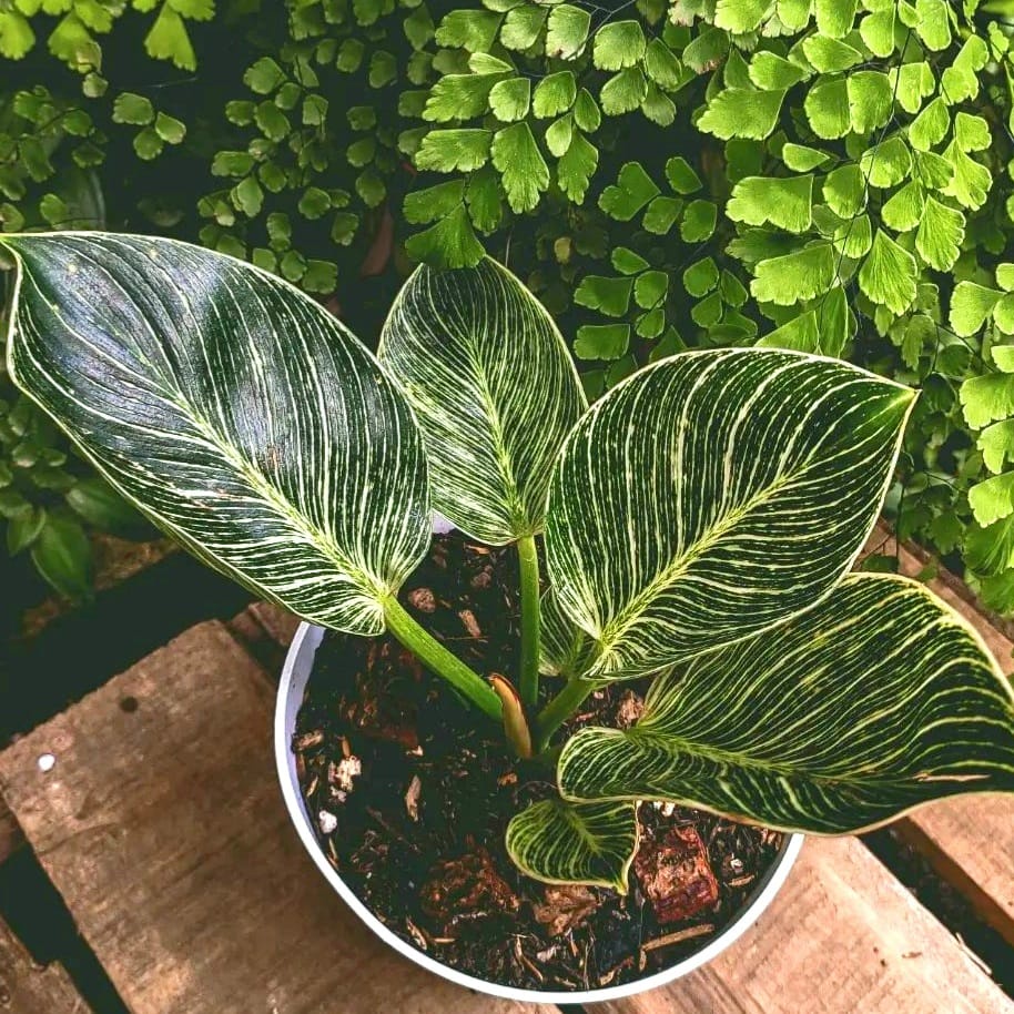 Philodendron Birkin / bunga Philodendron Birkin / tanaman philodendron Birkin cantik / tanaman outdo