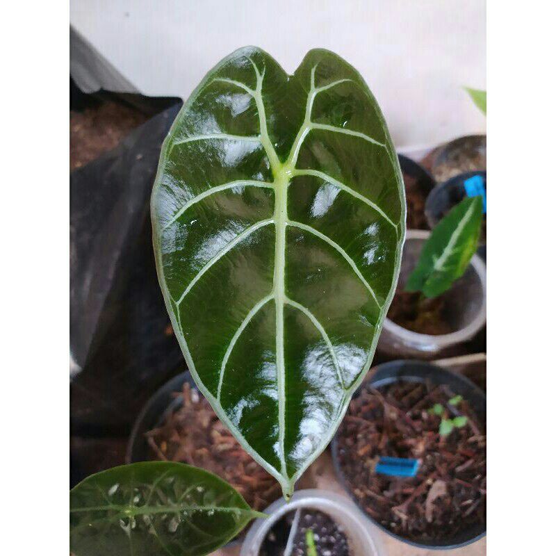bonggol alocasia alokasia watsoniana tanaman hias kalimantan