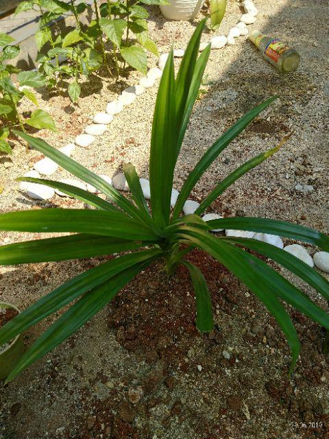 Tanaman Pandan Wangi Ukuran Sedang