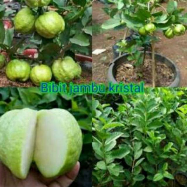 Bibit jambu Kristal Tanaman Buah Jambu Kristal