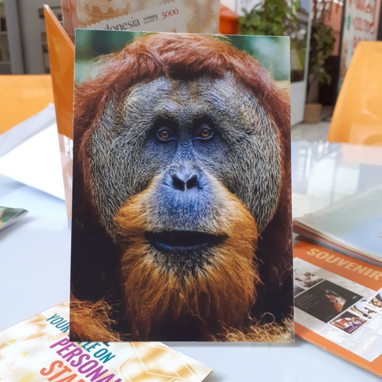 

[A-51] Kartu Pos/Postcard Orangutan