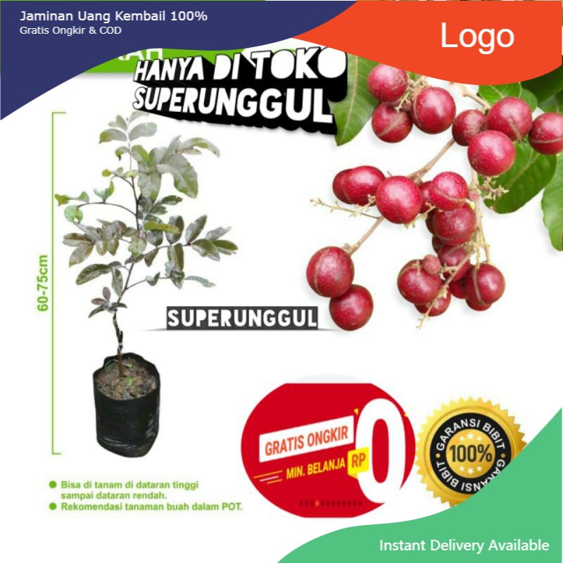 Bibit Kelengkeng Merah Unggul