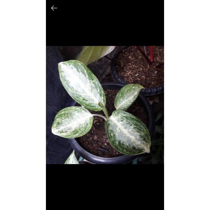 aglonema milky way sesuai poto