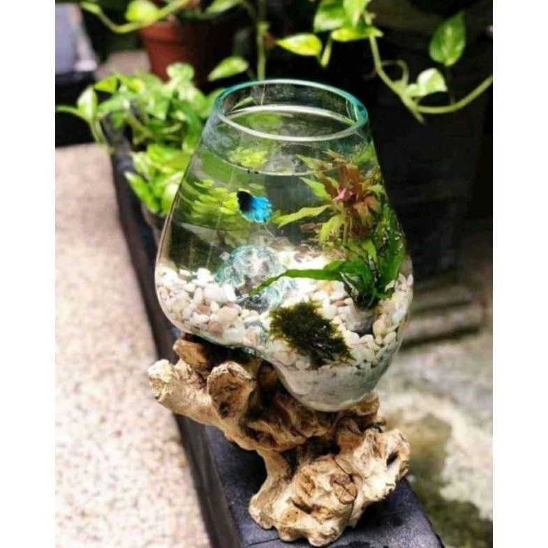 akuarium ikan cupang/ akuarium kayu/ akuarium alas kayu