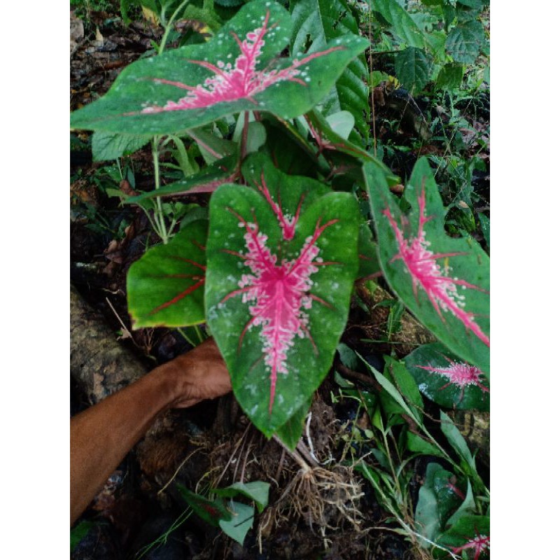 paket umbi keladi joker 1kg