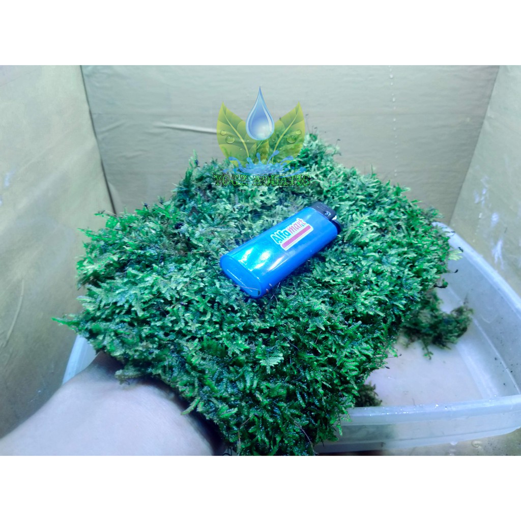 Moss weeping clump aquascape daun mini mika 18x11 beli 5 gratis 1