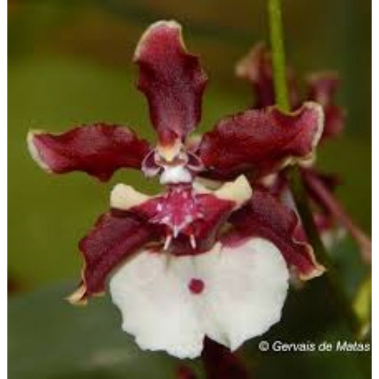 Oncidium Sharry Baby