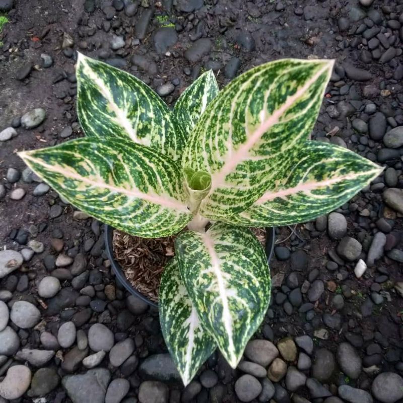 aglonema Widuri putih wiput