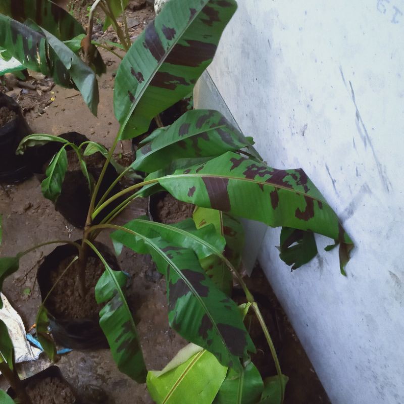 Pisang Hias Varigata Bercak Merah