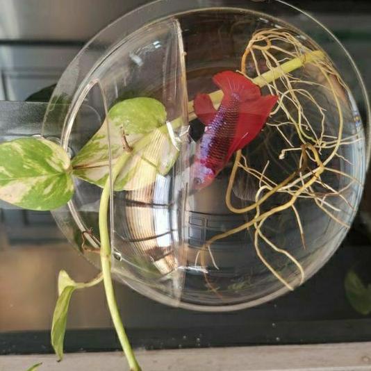 Wow Murah Meriah.. Aquarium Tempel Hiasan Dinding Diameter 16cm Untuk Tanaman & Ikan Cupang