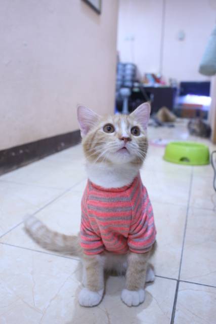 Baju rajut lucu strip pingin untuk kucing dan anjing / baju kucing murah size S M L XL