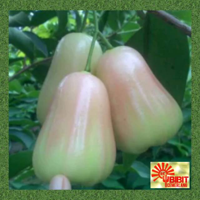 BIBIT JAMBU AIR SUPER GREEN