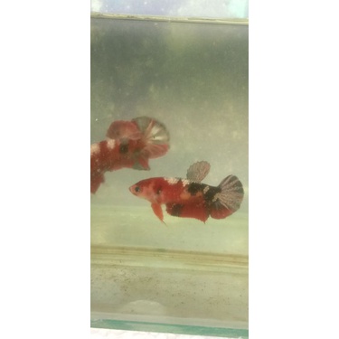 sepair ikan cupang red koi coopper gold top grade ( ironman ) line ori thailand