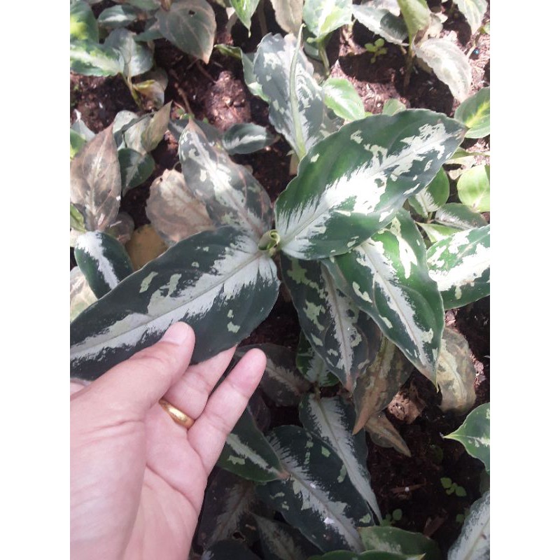 PAKET PICTUM BICOLOR ISI 80 PLANTS