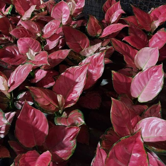 PALING HOT (xbq-597) aglonema red anjamani SUPER JUMBO DAUN 9-10-11