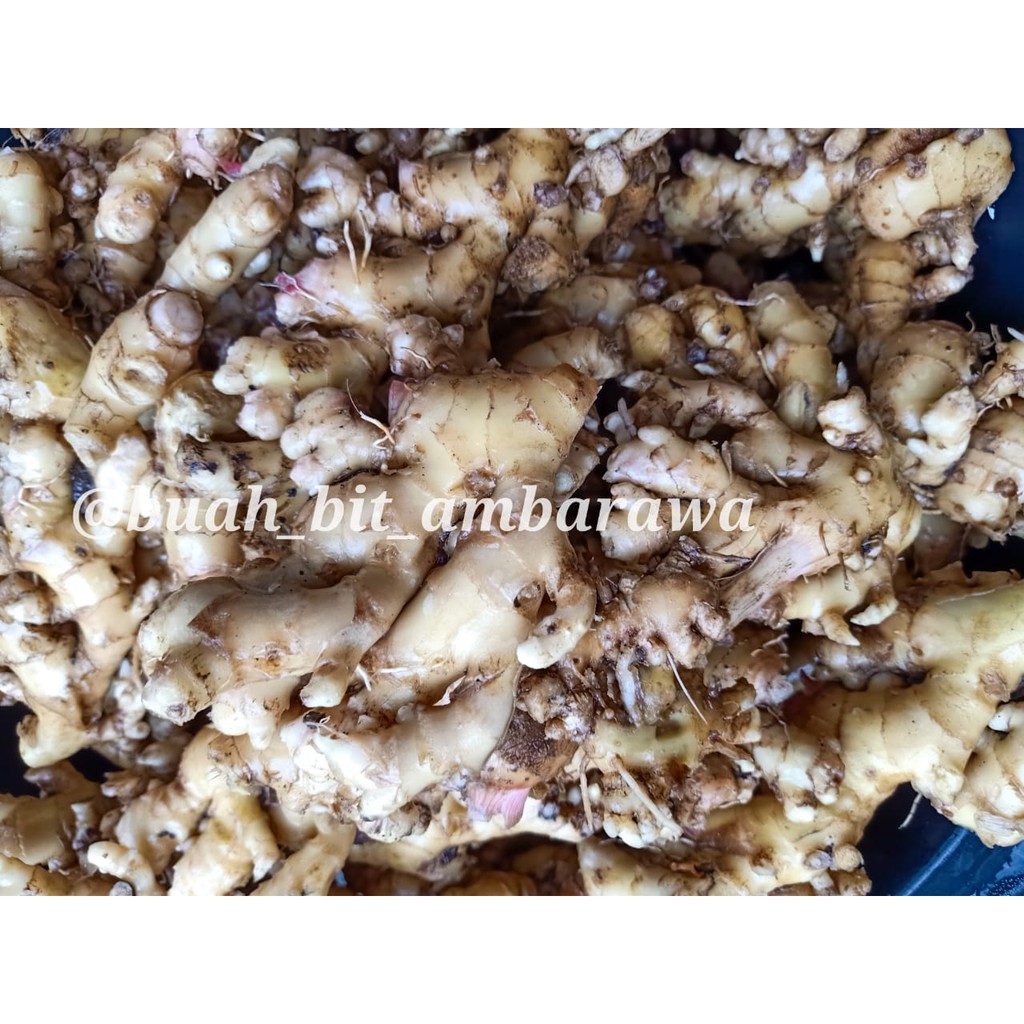 

Jahe | Jahe Sehat, Segar, Bermanfaat untuk Jamu, Penyedap Makanan
