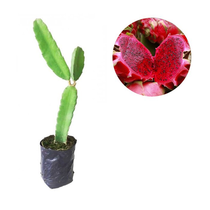 BIBIT BUAH NAGA RED (BELI 5 GRATIS 1)