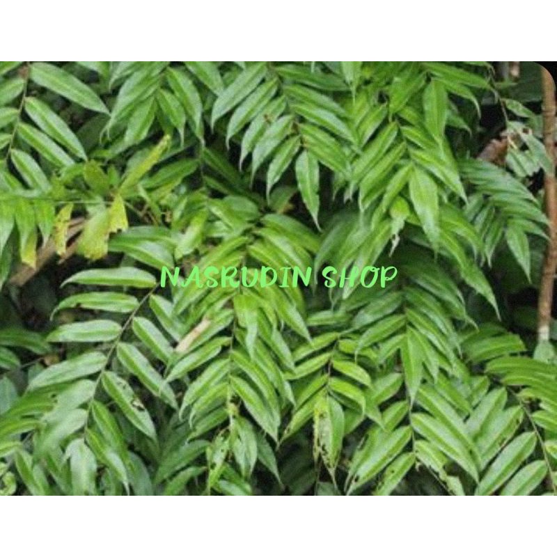 

[Fresh] BIBIT PAKIS LEMIDI (5 POHON) LEMIDING / RAMIDING / STENOCHLAENA PALUSTRIS / KELAKAI/ KALAKAI