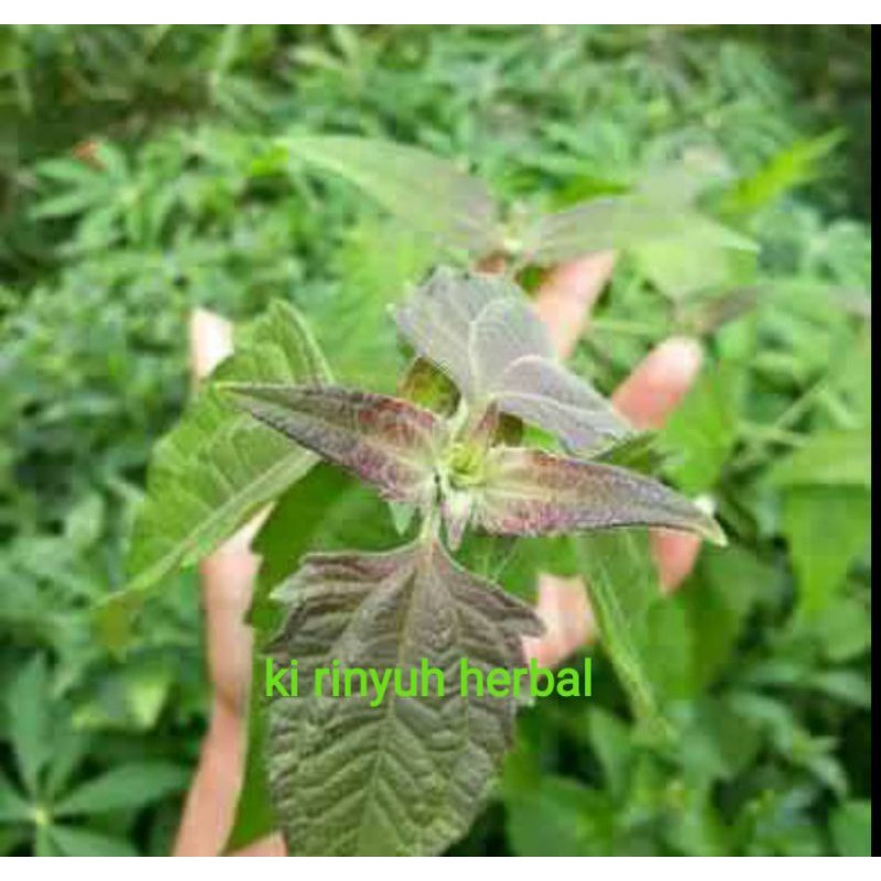 

Daun ki rinyuh herbal 300 gram