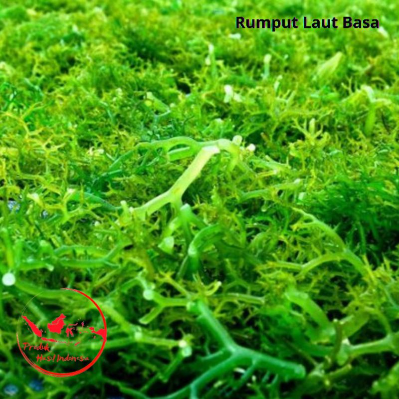 

Rumput Laut Hijau Basa Hasil Budidaya