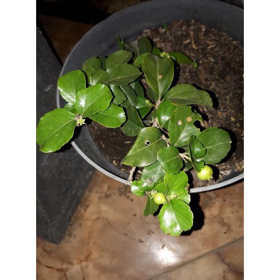 BIBIT TANAMAN BUAH CERI JEPANG-CHERRY JEPANG ASLI