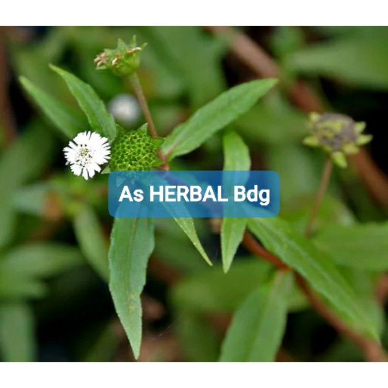 

Daun Urang Aring Segar 200 gram petik langsung-az