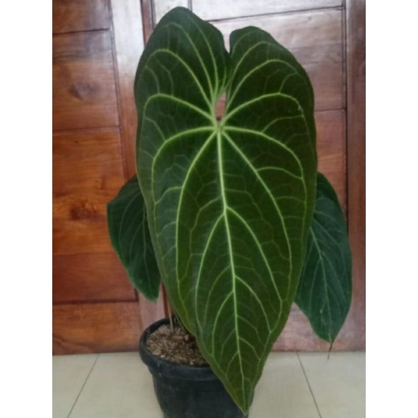 Anturium magnificum Norte kuping gajah jumbo anakan 1 - 2 daun