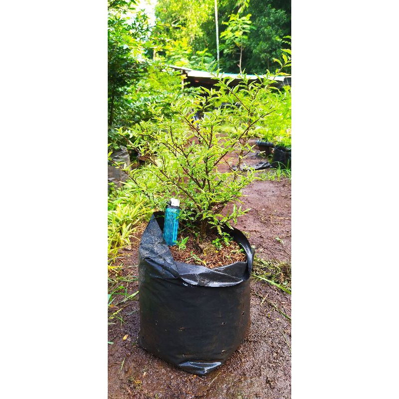 bahan bonsai anting putri mikro varigata