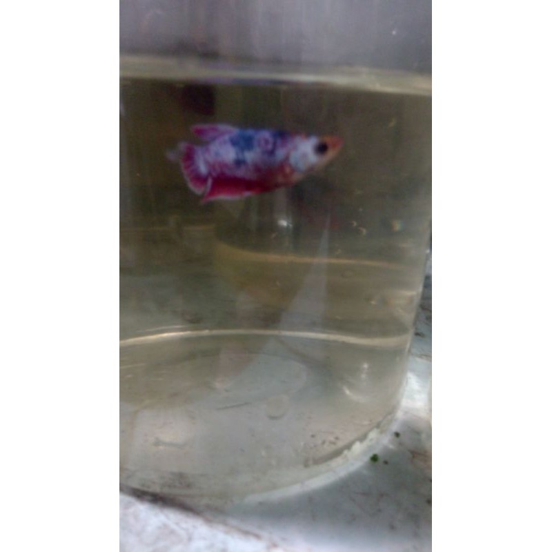 

Ikan cupang Hellboy Marvel ses S umur 3 bln