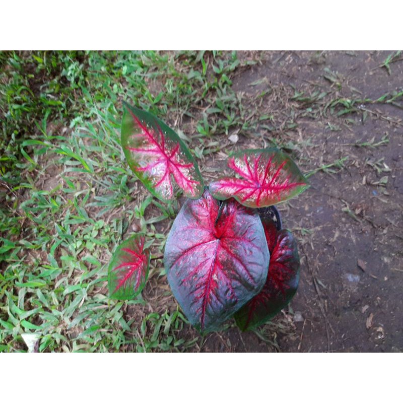 Caladium Red Devil || dikirim bibit Red devil