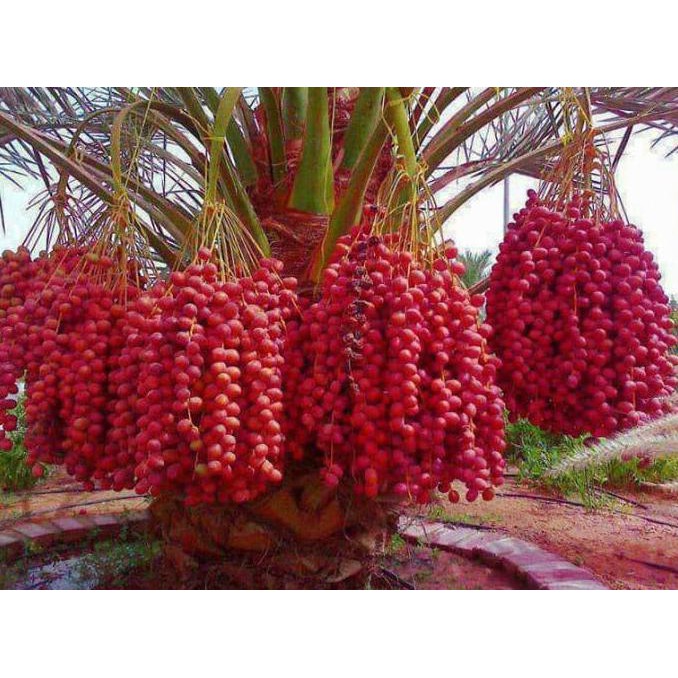 BENIH/BIJI/BIBIT BUAH KURMA MERAH H1O