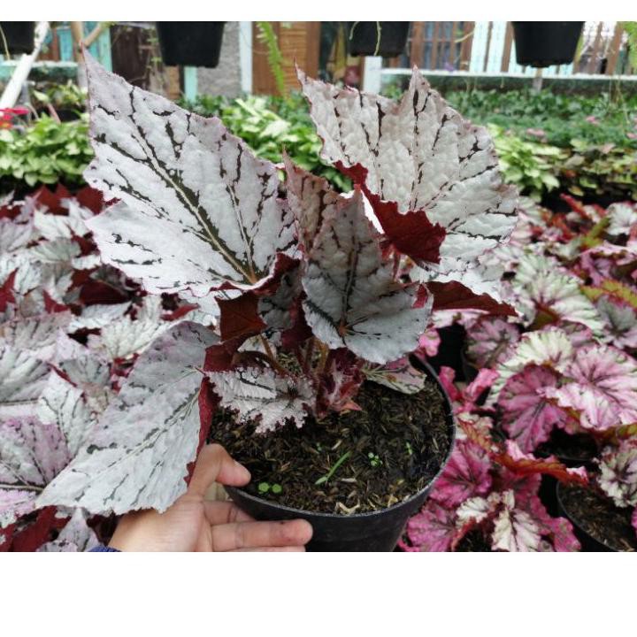 ЪЪ ☛pq★ ЪЪ Begonia Rex Silver ЪЪЪ