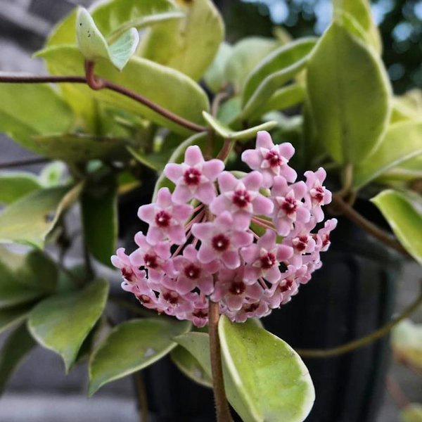 Hoya Compacta - Tanaman Hias hoya - bibit hoya pink compacta