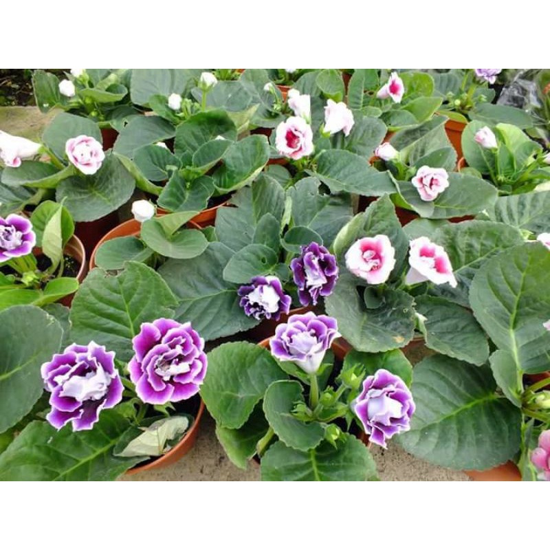 Tanaman Bunga Gloxinia Berbunga rimbun dan sehat