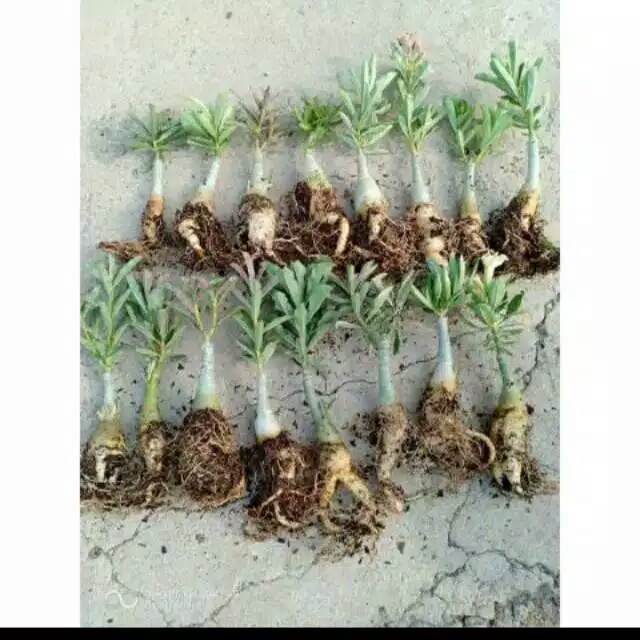 paket 5 kamboja jepang adenium