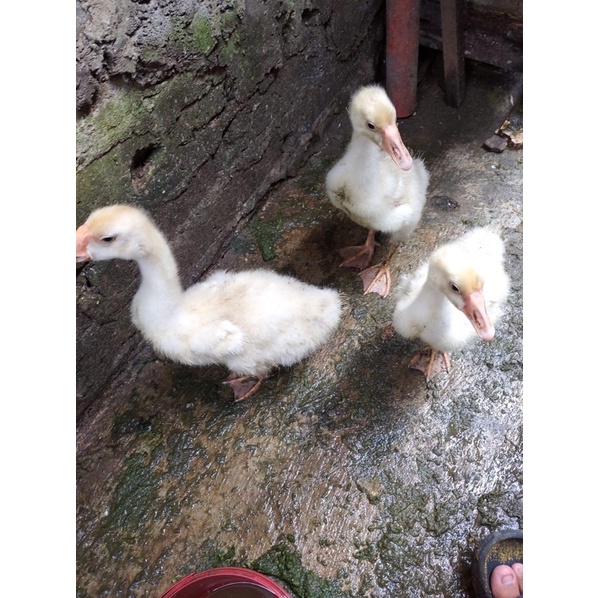 

ANAKAN ANGSA/SOANG PER EKOR