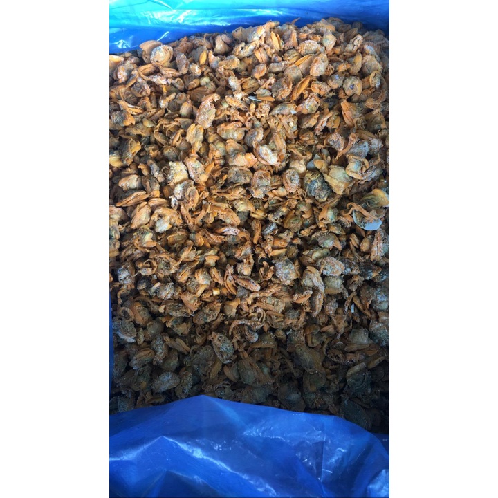 

Kerang Kepah