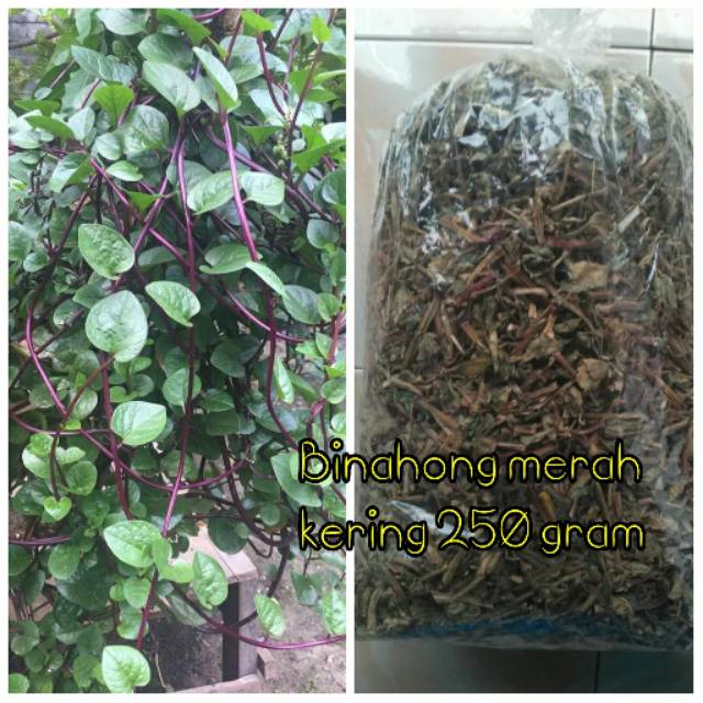 

BINAHONG MERAH KERING 250 Gram