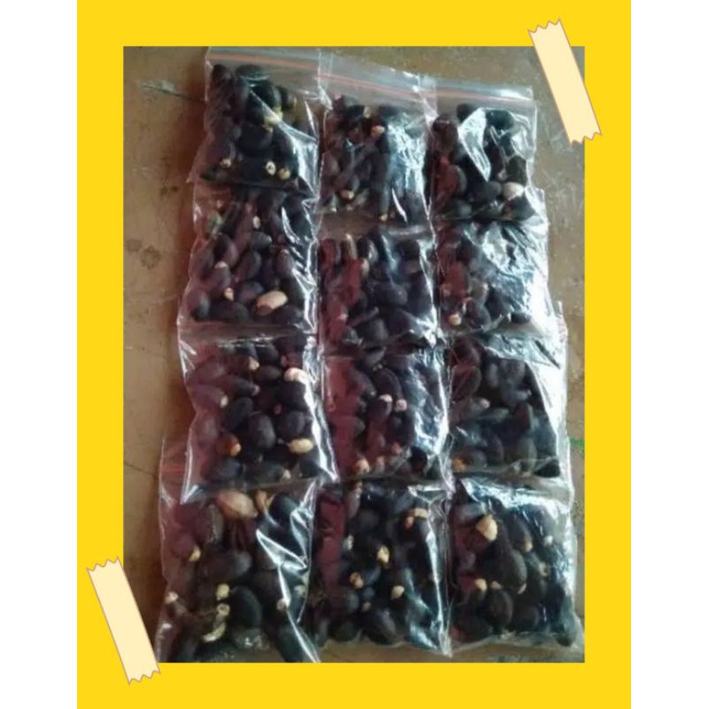 biji jarak pagar isi 50 biji