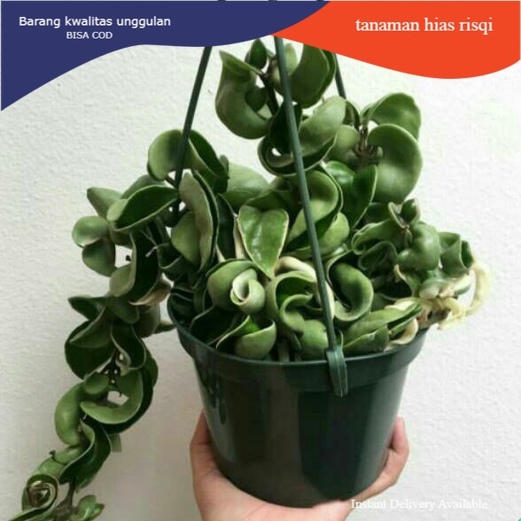 Tanaman hias hoya compakta - hoya curly bunga hidup hiasan rumah dan taman