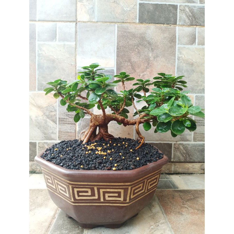 Bonsai Beringin Mangkok Besar