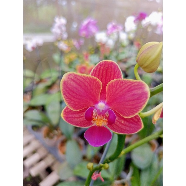 anggrek bulan grade B afkiran merah daris motif garis phalaenopsis hybrid bunga mini kondisi spike